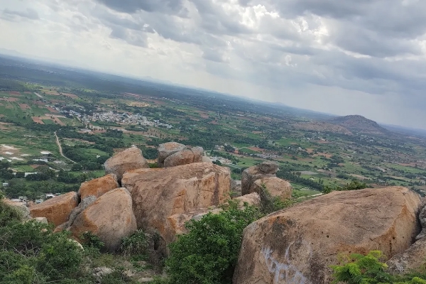 Kaiwara betta sunrise Trek