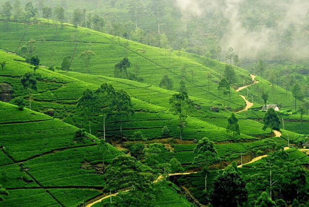 Coonoor Sightseeing